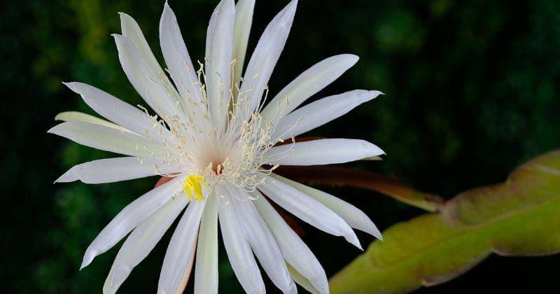 Pixabay/ignartonosbg